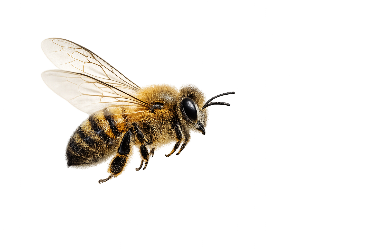 Bee